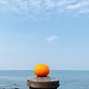 준이네농장 | 제주 올레시장 선물 추천 천혜향 과일모찌 가격 및 택배 후기