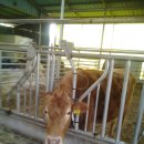 완우농장 이미지