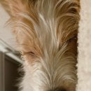 로제펫샵 이미지