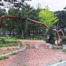 (금강송