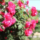 맑음터공원-B 이미지