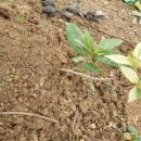 손해평가사 1차 - 재배학 및 원예작물학 이미지