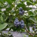 심원농장 이미지