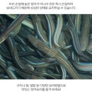 바다장어 이미지