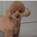 루이비독 이미지