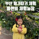 29 | 부산 딸기체험 플랜비 체험농장 29개월 아기 후기