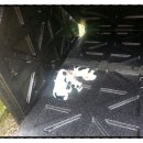 바둑이농장 이미지