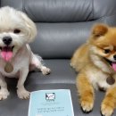 건강한펫 - 고양시 일산서구 탄중로101번길 41 | 건강한펫