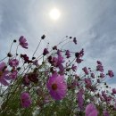 호법 코스모스길 이미지