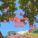 밀양농협주유소 이미지