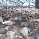 용촌3리 이미지