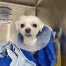 애나동물병원 이미지