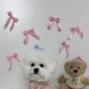 청주강아지분양 애견입양 애견미용 바른펫 이미지