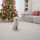 남매세탁소 | 릴리브 러그 강아지미끄럼방지 기본 펫테리어 완성 펫러그