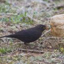 Blackbird 이미지
