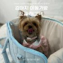 루비켄넬 | 강아지 이동 가방 포글 허그백 블루 소형견 내돈내산 후기