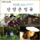 연명로 | 제주 한경면 가볼만한곳 제주 산양큰엉곶 산양곶자왈 소요시간 주차 입장료 후기