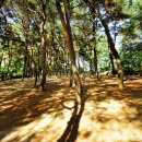 오봉산 맨발 등산로 이미지