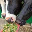 환희목장 이미지