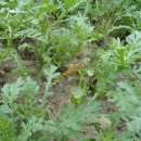 선여울농장 이미지