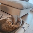 신월라온동물의료센터 이미지