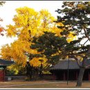 성균관 대학 가을풍경 (서울캠퍼스) 이미지