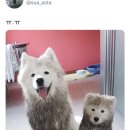 고려원 이미지