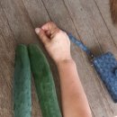 봄뜰에농장 이미지