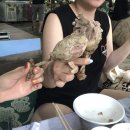 진송오리 이미지