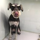 마송 동물병원 이미지