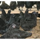 산수정펜션 이미지