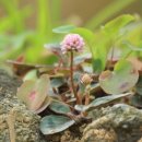 화산농원 이미지