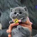 강남 고양이 분양 캣프렌즈 이미지