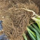 용동농장 이미지