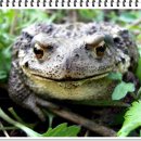 복두꺼비 - 단양군 | 복두꺼비