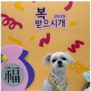 편안한댕 이미지