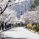 자양벚꽃100리길 이미지