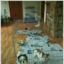 강남25동물병원 이미지