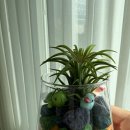 이오피쉬 이미지