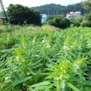 분천농장 이미지