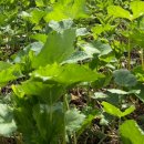 기억과 치매 이미지