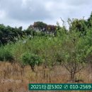 성읍리-1 이미지