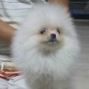 펫퀄