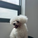 량'S 러블독스 이미지