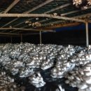 농업회사법인(주)청록 이미지