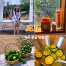 (원데이) 아이와 함께 여름 디저트 만들기(8월) | 제주도 커플 이색 실내 체험 제주 풋귤 귤따기 청귤청 만들기 탐나는농장 카페