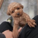 수지성복SL동물병원 이미지