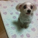 붕붕호두 Daum카페