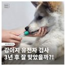 엠바크 | 시고르자브종 몸무게 예측 성공! 강아지 유전자 검사 3년 후 후기 (ft. 엠바크)