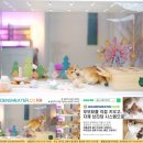 해운대 중동 동물병원(큰마음빌딩) | 골드브리숏캐터리에서 만난 턱시도 고양이와 노부부의 새 시작